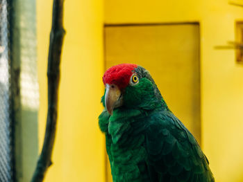 Close-up of parrot in cage