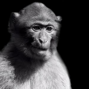 Close-up portrait of monkey