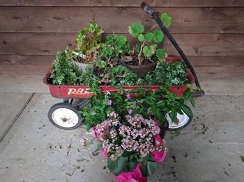 High angle view of potted plant on table