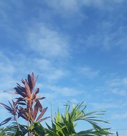 Low angle view of plants against sky