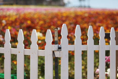 Close-up of metal fence against blurred background