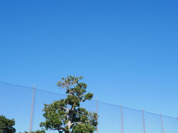 Low angle view of trees against clear blue sky