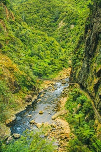 Stream amidst trees in forest