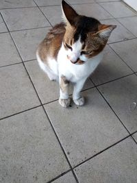 Cat sitting on tiled floor