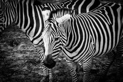 Zebras standing in a zebra