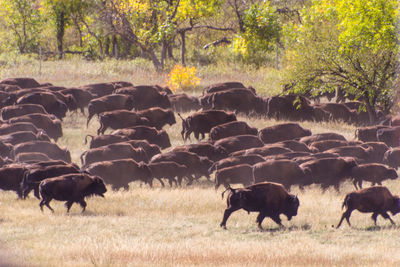 Buffalo grazing in a field