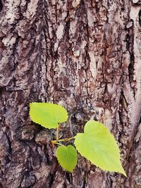 Close-up of leaves on tree