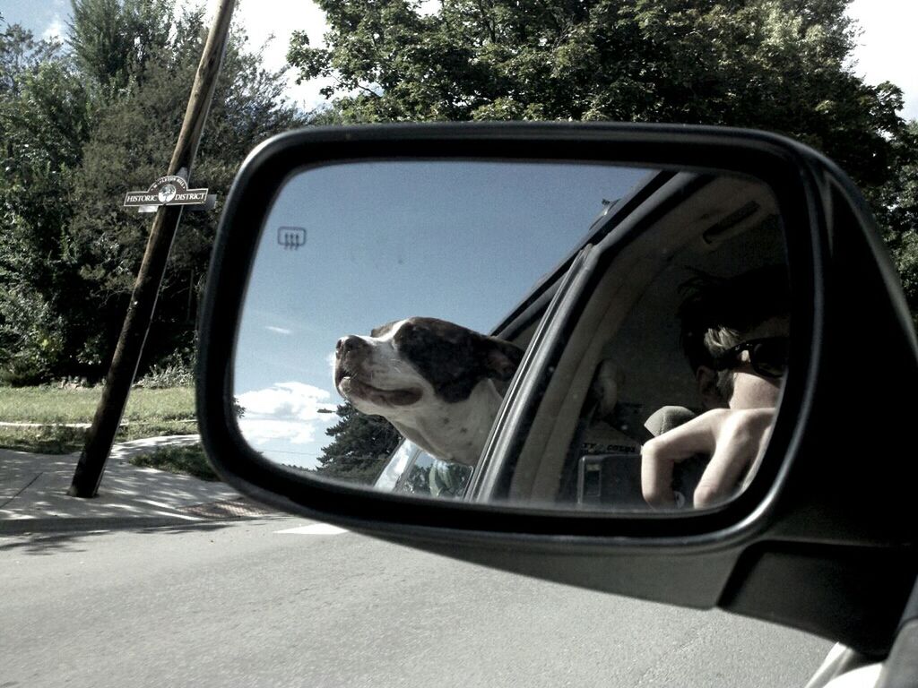 transportation, mode of transport, land vehicle, car, side-view mirror, reflection, part of, travel, vehicle interior, close-up, car interior, cropped, tree, vehicle part, glass - material, day, vehicle, steering wheel, vintage car, transparent