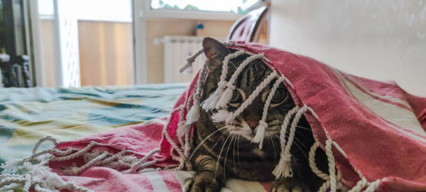 Cat relaxing on bed at home