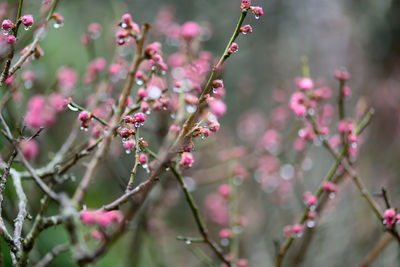 Close-up of pink cherry blossom