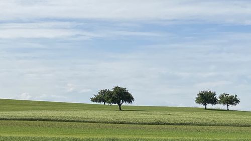 Trees on field against sky