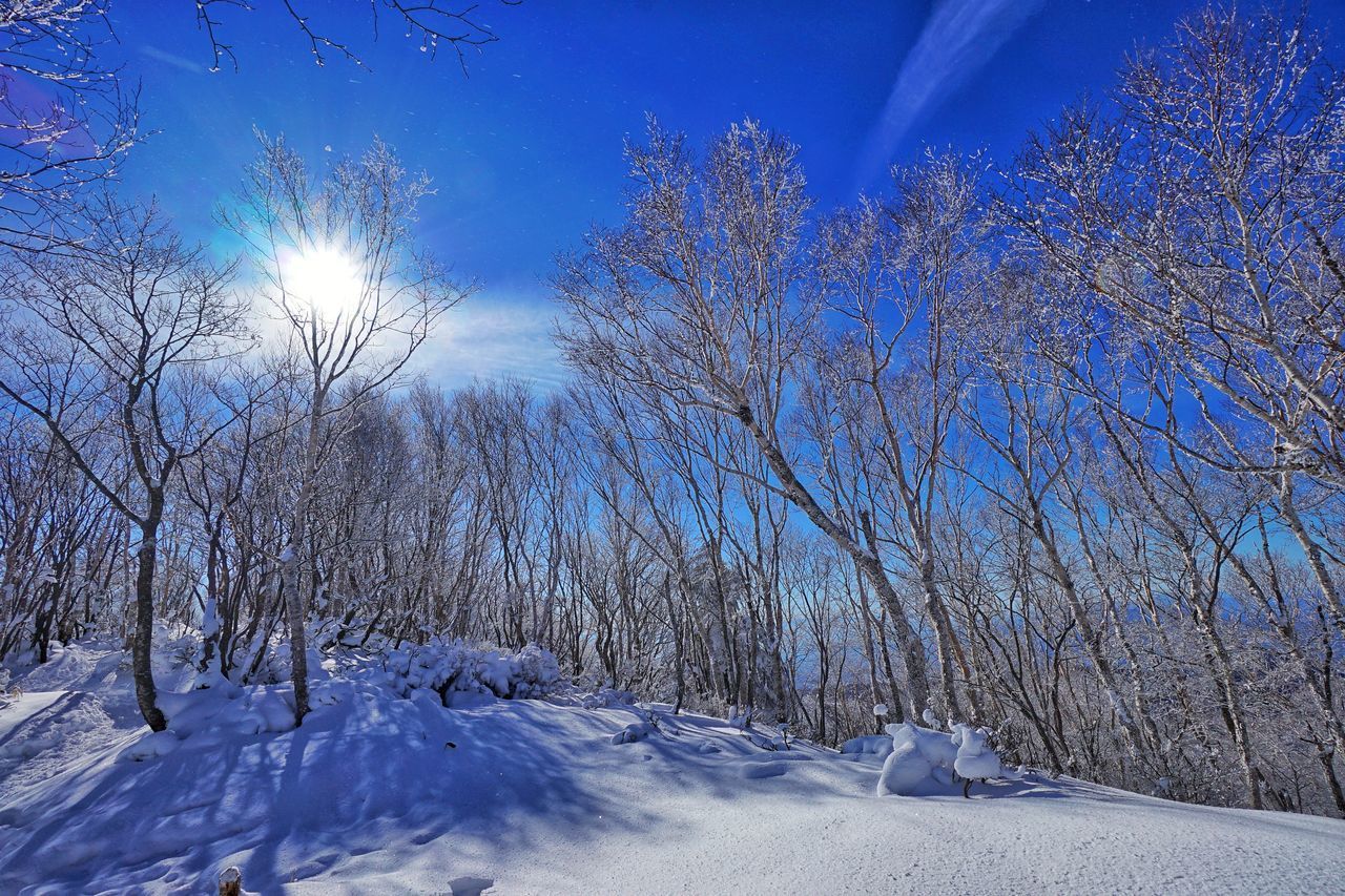 SNOW COVERED BARE TREES AGAINST SKY DURING WINTER