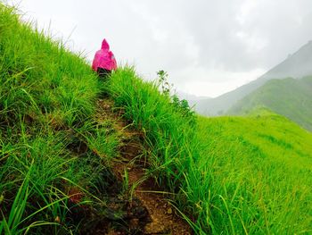 Scenic view of grassy landscape