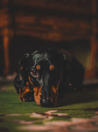 Close-up portrait of dog relaxing on floor