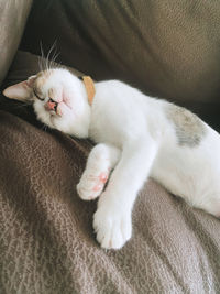 Cat resting on sofa