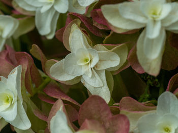 Close-up of white flowering plants