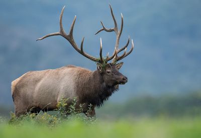 Side view of elk standing on field