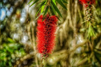 Close-up of red flower