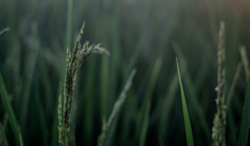 Close-up of wheat growing on field