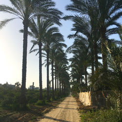 Footpath amidst palm trees against sky