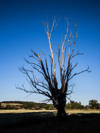 Bare tree against clear blue sky