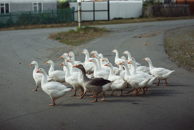 Flock of birds