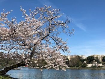 Cherry blossom tree against blue sky