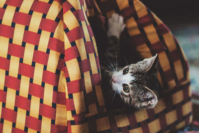 Close-up of cat