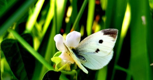 Close-up of butterfly pollinating flower