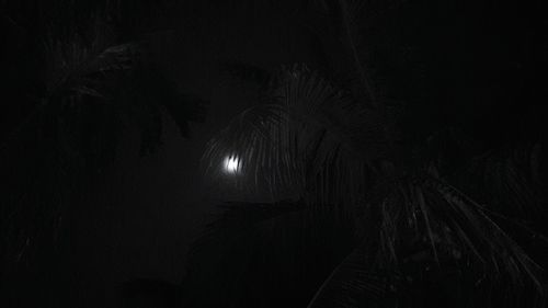 Silhouette palm trees against sky at night