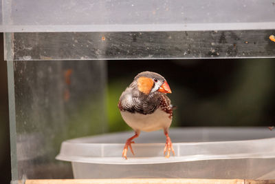 Close-up of a bird