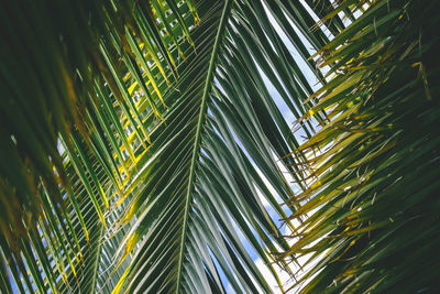 Green palm frond leaves background