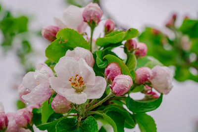 Close-up of pink flowering plant