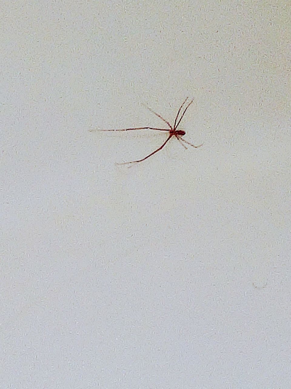 CLOSE-UP OF SPIDER ON WEB