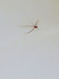 Close-up of spider on wall