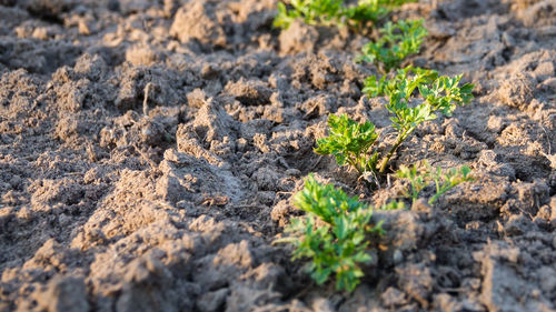 High angle view of small plants growing on field