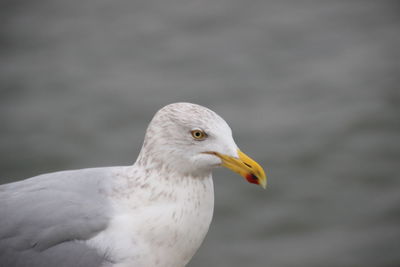 Close-up of seagull