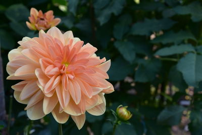 Close-up of pink dahlia flower