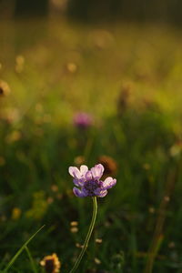 Close-up of pink flowering plant on field