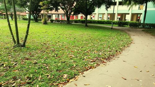 Trees growing on field