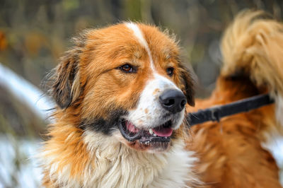 Close-up portrait of a dog looking away