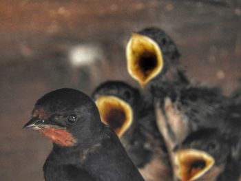 Close-up of a bird