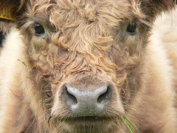 Close-up portrait of cow