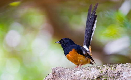 Close-up of bird perching on rock