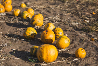 High angle view of pumpkins on field