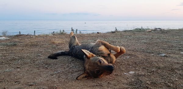 View of an animal on beach