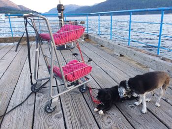 Dog relaxing on chair by sea