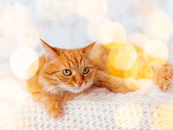 Cute ginger cat on knitted sweater.curious fluffy pet with warm beige clothes. light bulb.cozy home.