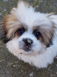 Close-up portrait of a dog