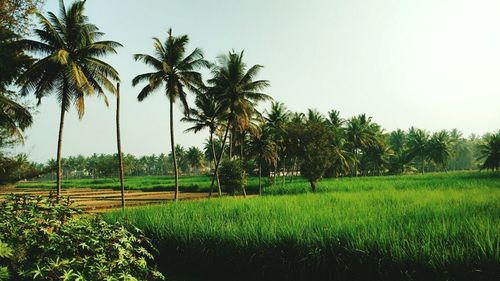 Scenic view of palm trees on field against sky
